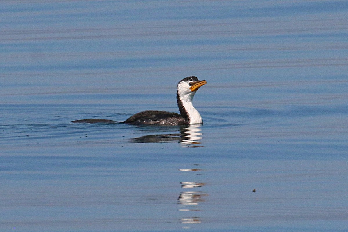 Little Pied Cormorant - ML108698541