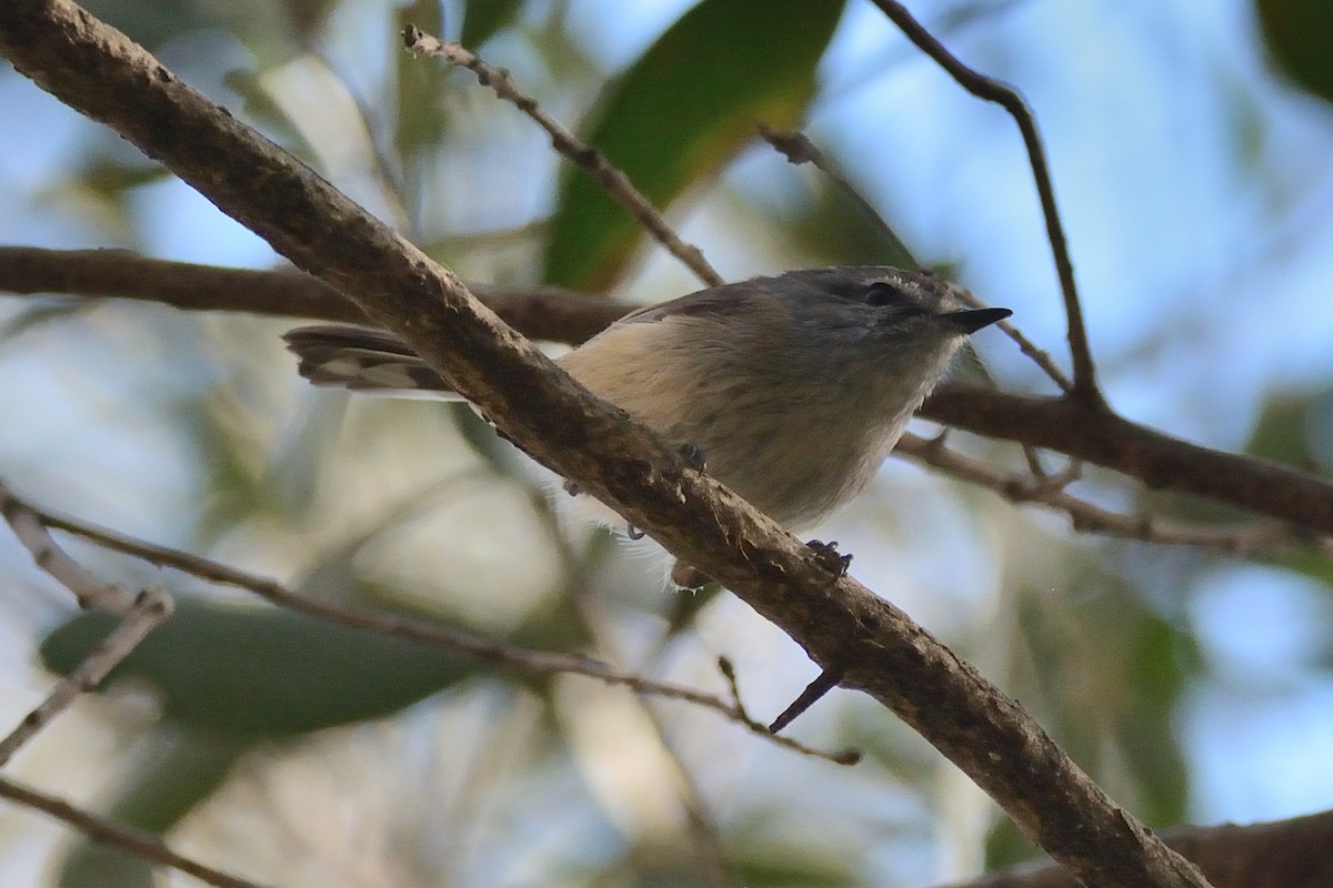 Brown Gerygone - Andrew Schopieray