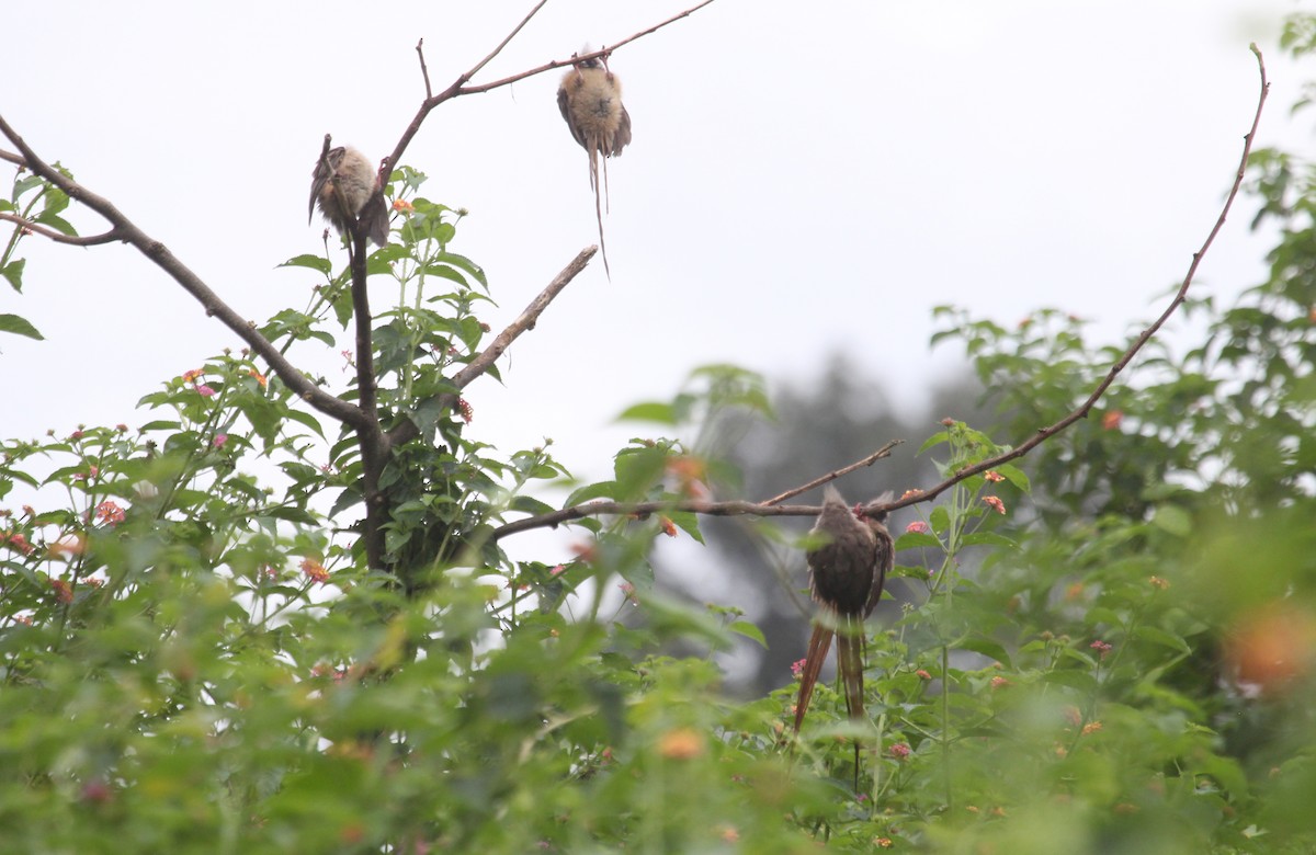 Speckled Mousebird - Alexander Lees