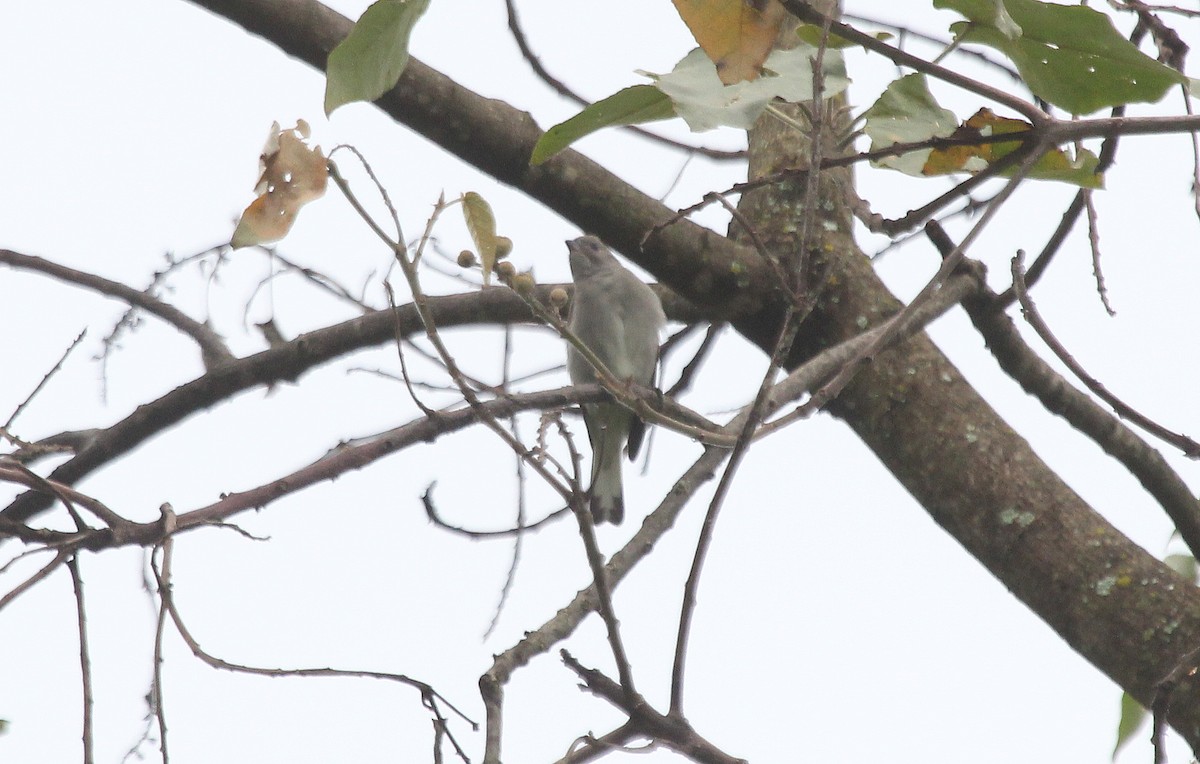 Pallid Honeyguide - Alexander Lees