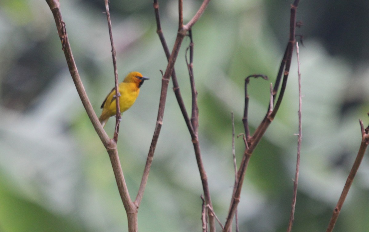 Spectacled Weaver - ML108699571