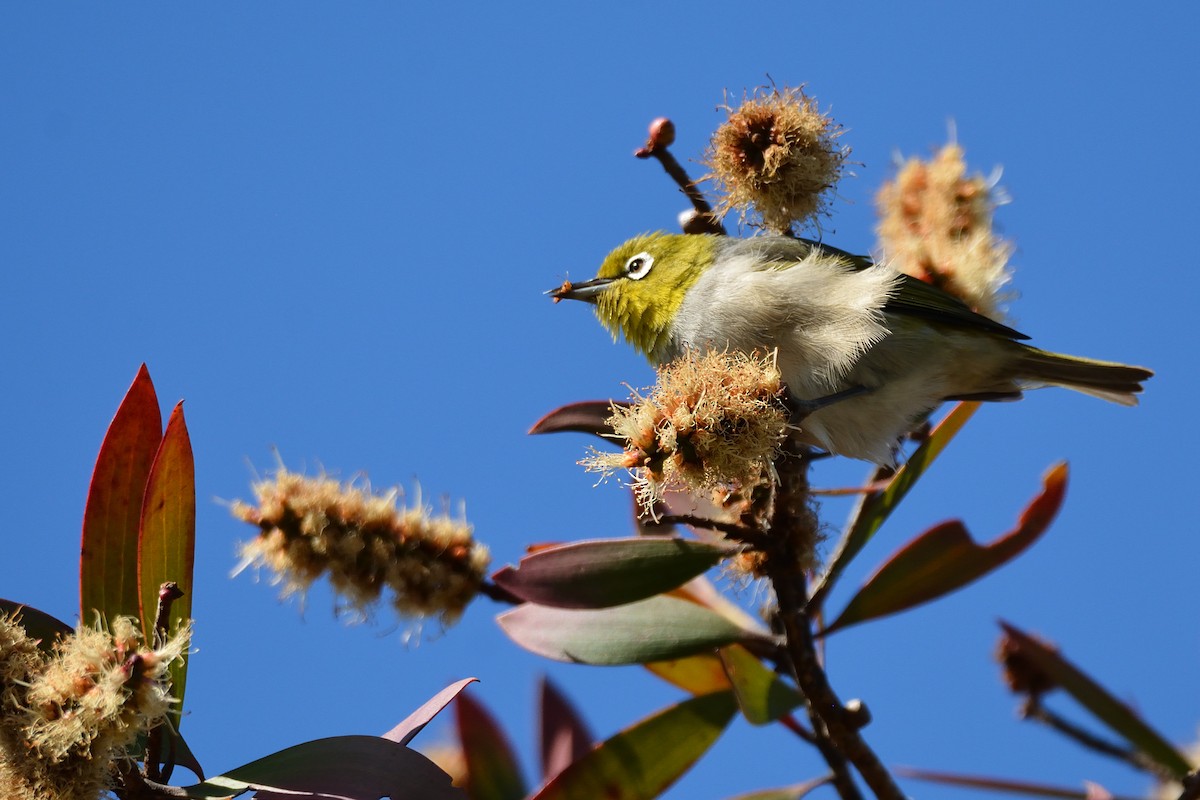 Silvereye - Andrew Schopieray