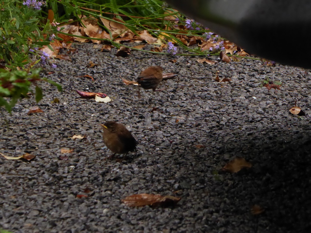 Eurasian Wren - ML108699801