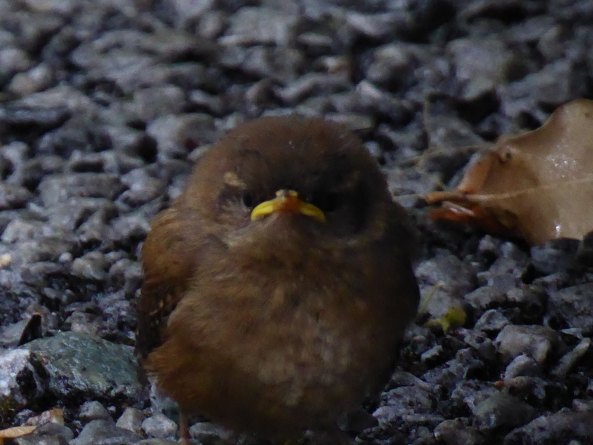 Eurasian Wren - ML108699881