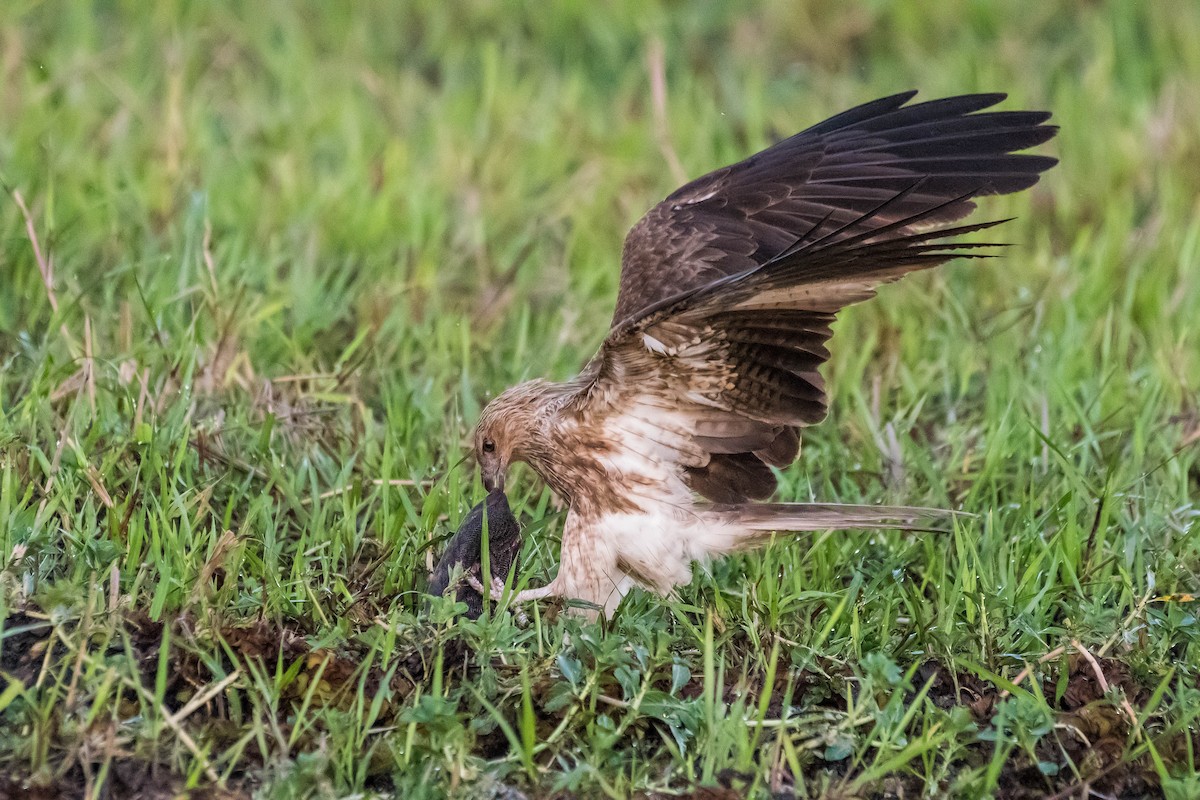 Whistling Kite - Terence Alexander