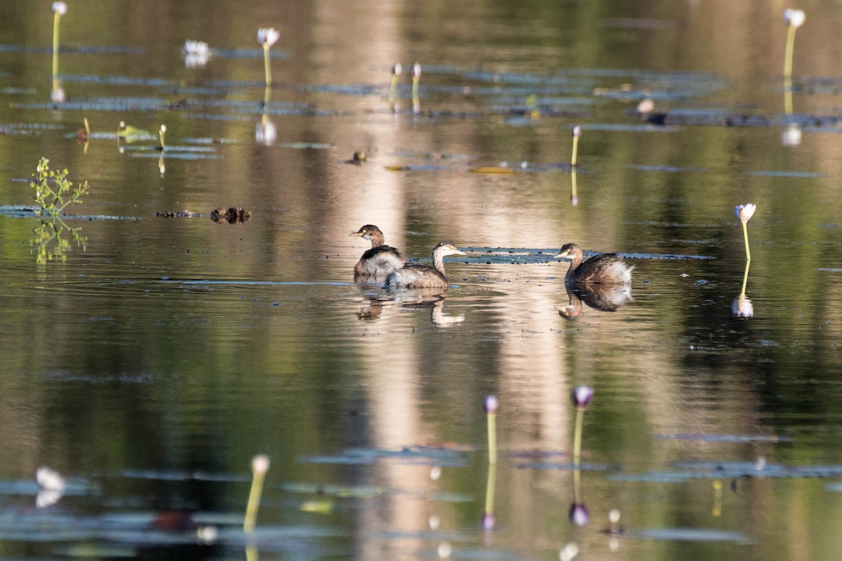 Australasian Grebe - ML108701801