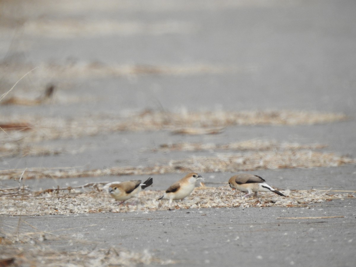 Indian Silverbill - ML108702201