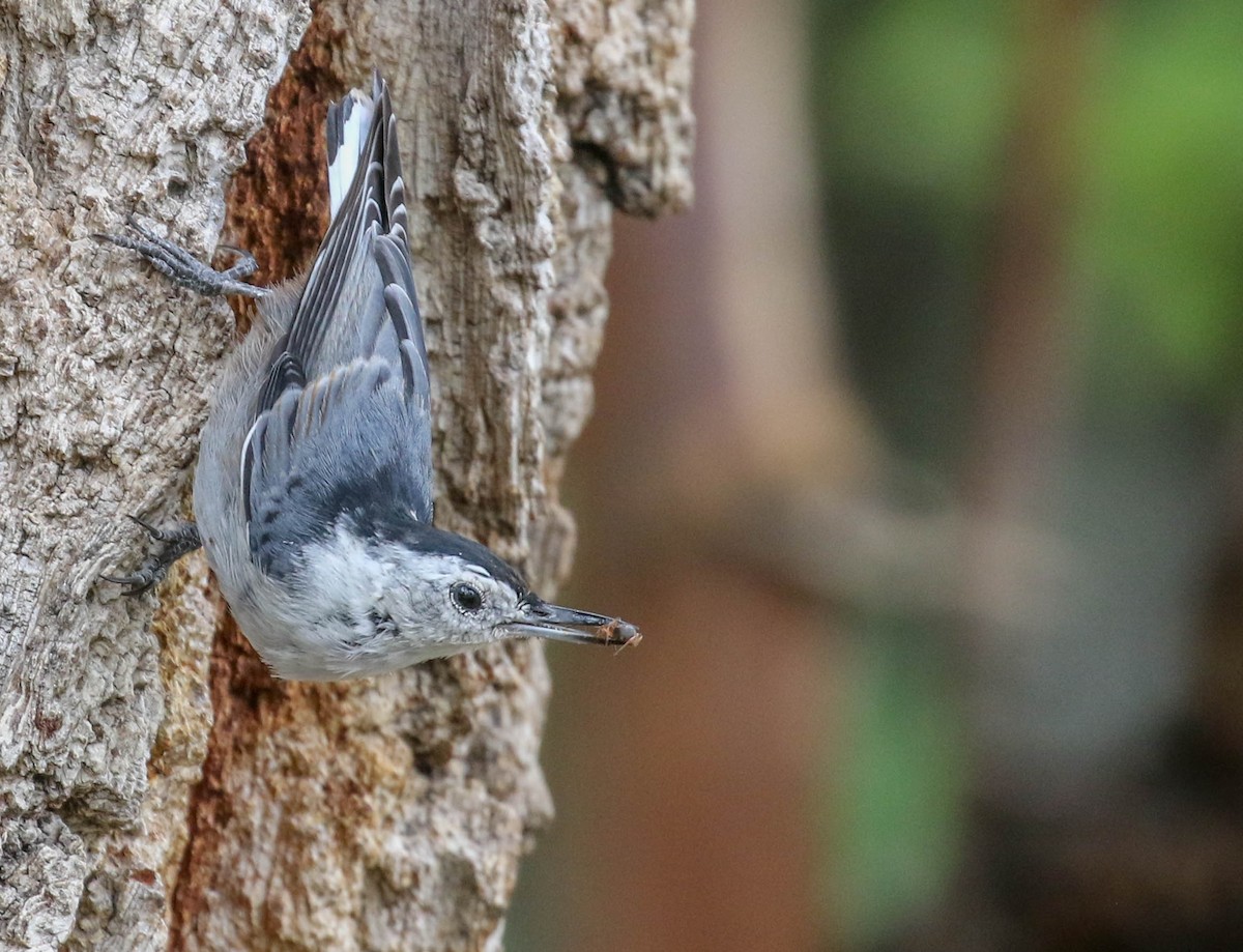 White-breasted Nuthatch (Interior West) - ML108702291