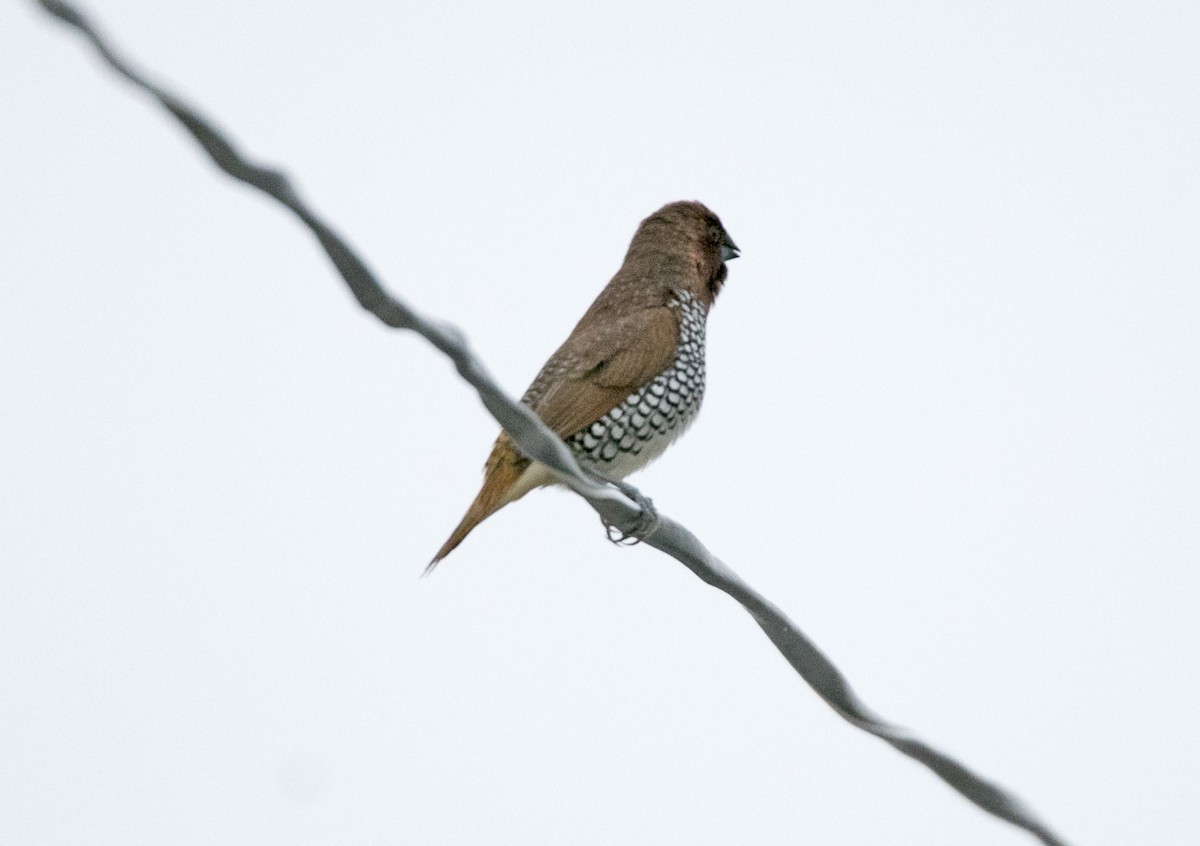 Scaly-breasted Munia - ML108702631