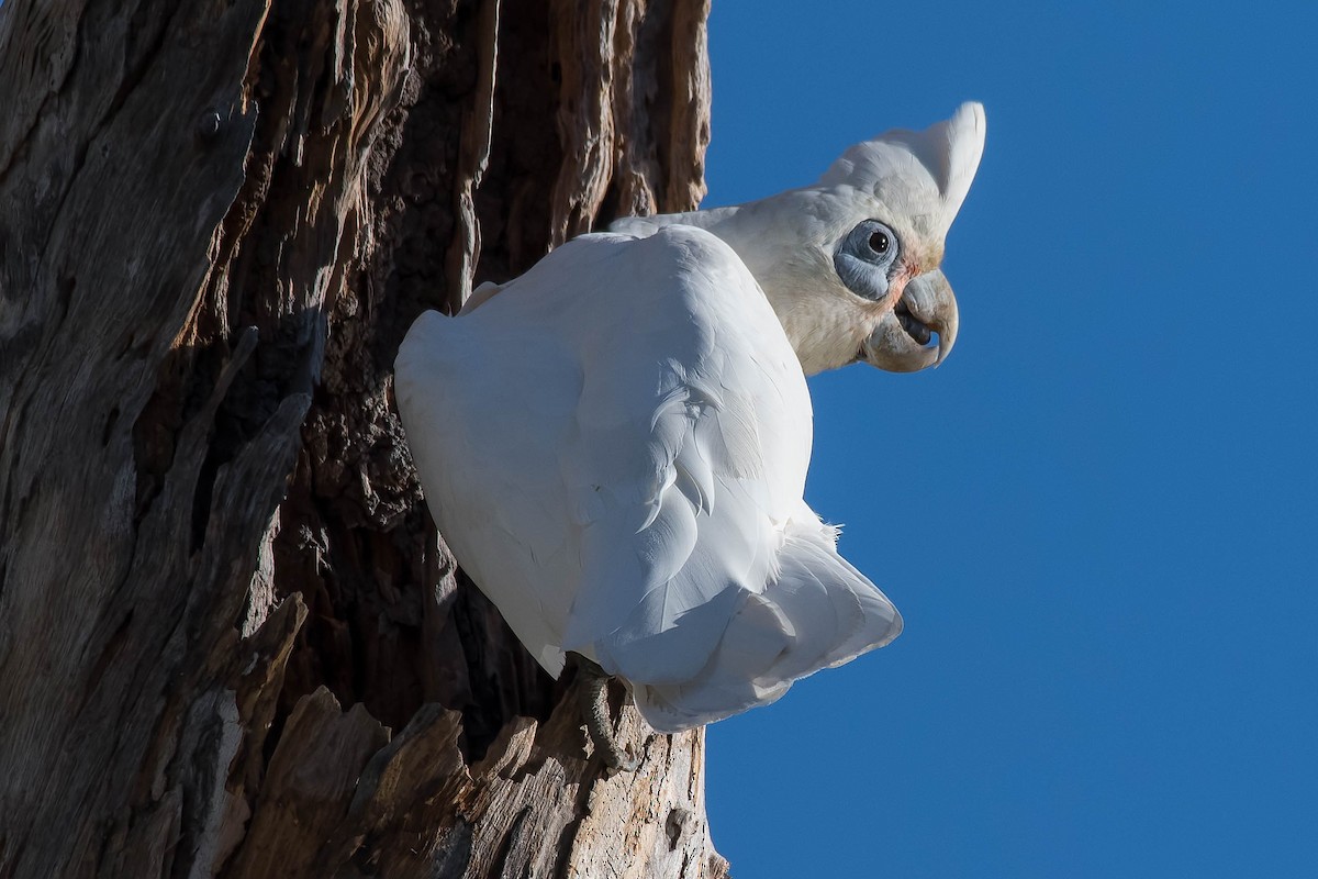 Little Corella - Terence Alexander