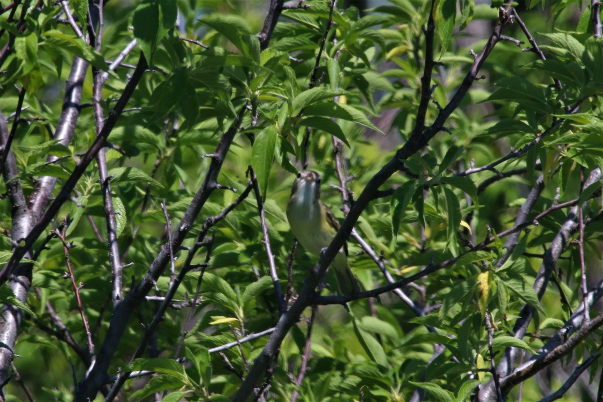 Vireo de Bell - ML108704041