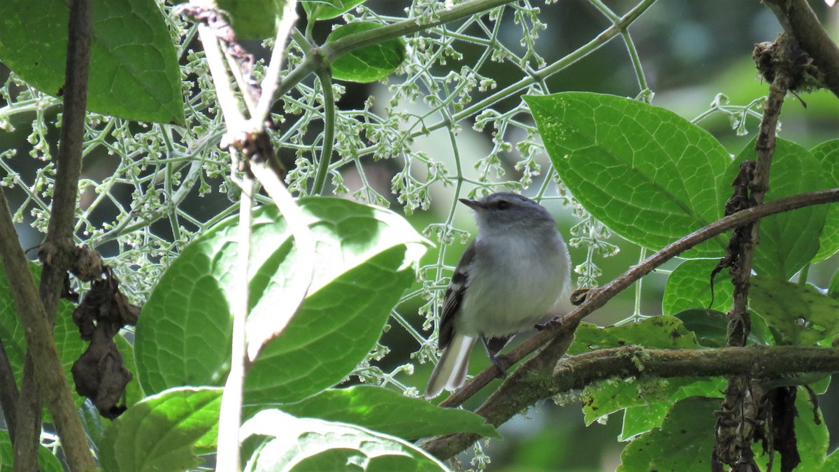 White-tailed Tyrannulet - Juan Pablo Arboleda