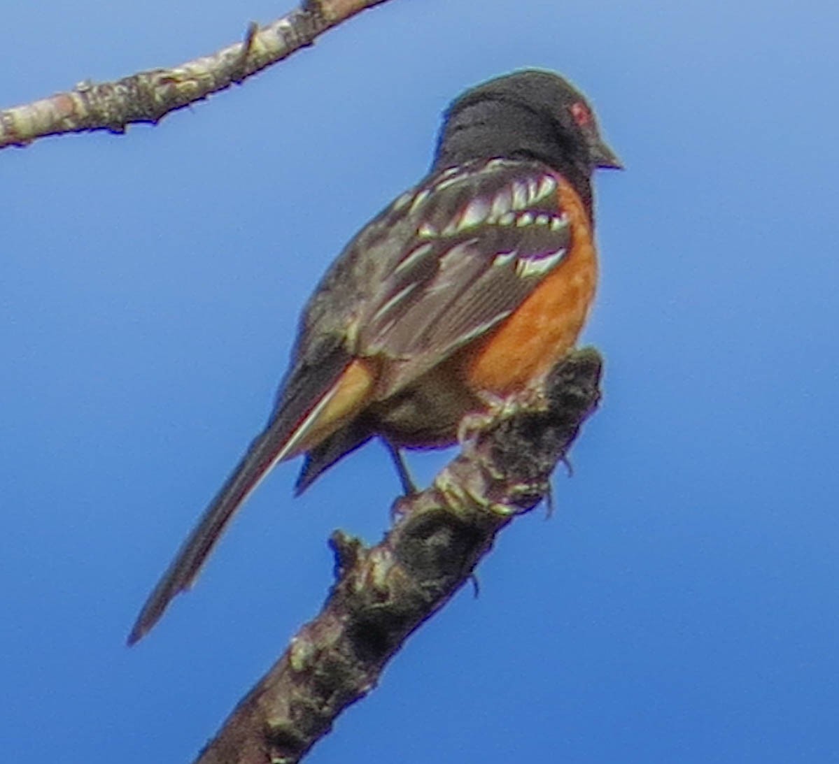 Spotted Towhee - Teresa Connell