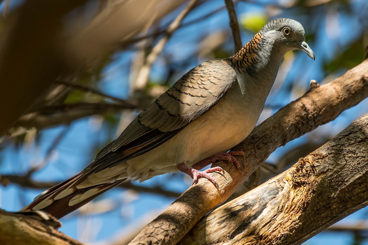 Bar-shouldered Dove - ML108704451