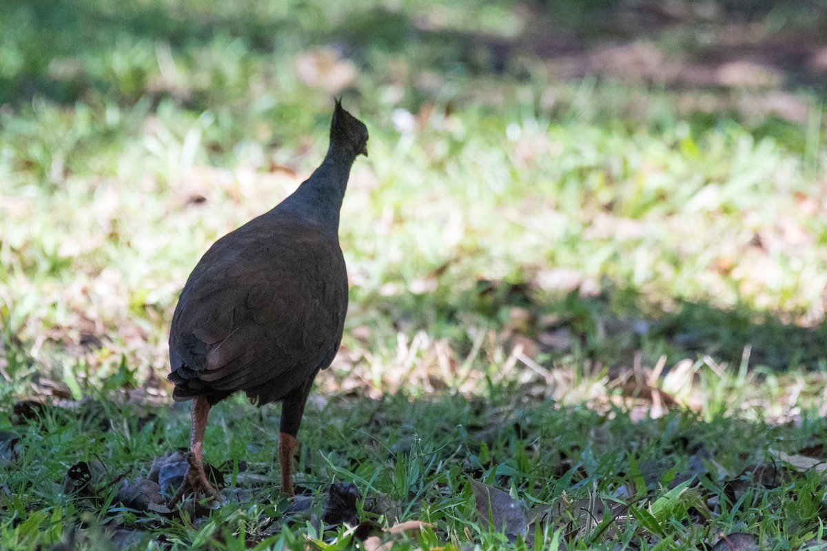 Orange-footed Megapode - ML108704571