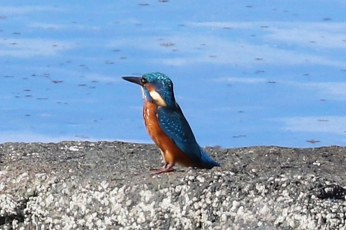 Martin-pêcheur d'Europe - ML108704631