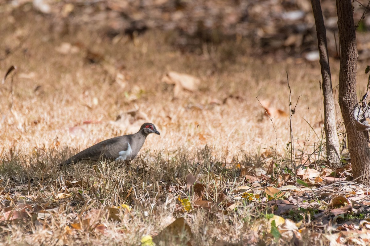 Partridge Pigeon - ML108704691