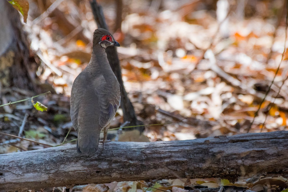 Partridge Pigeon - ML108704741