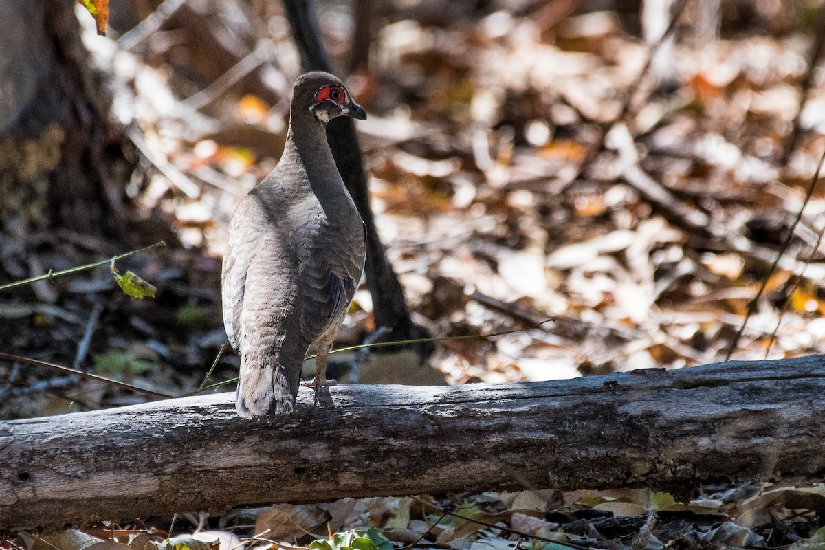 Partridge Pigeon - ML108704761