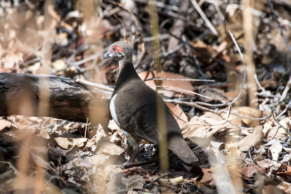 Partridge Pigeon - ML108704791