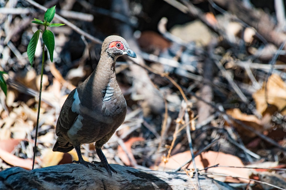 Partridge Pigeon - ML108704851