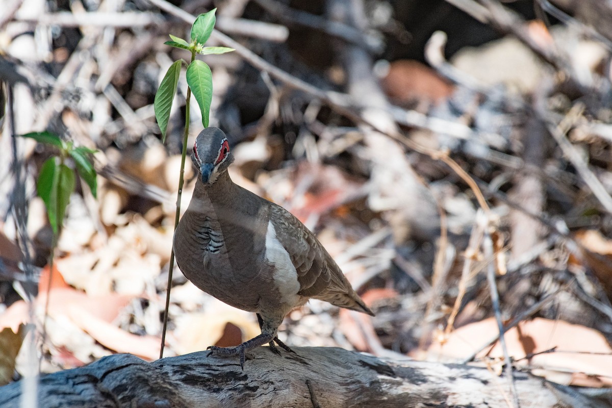 Partridge Pigeon - ML108704861