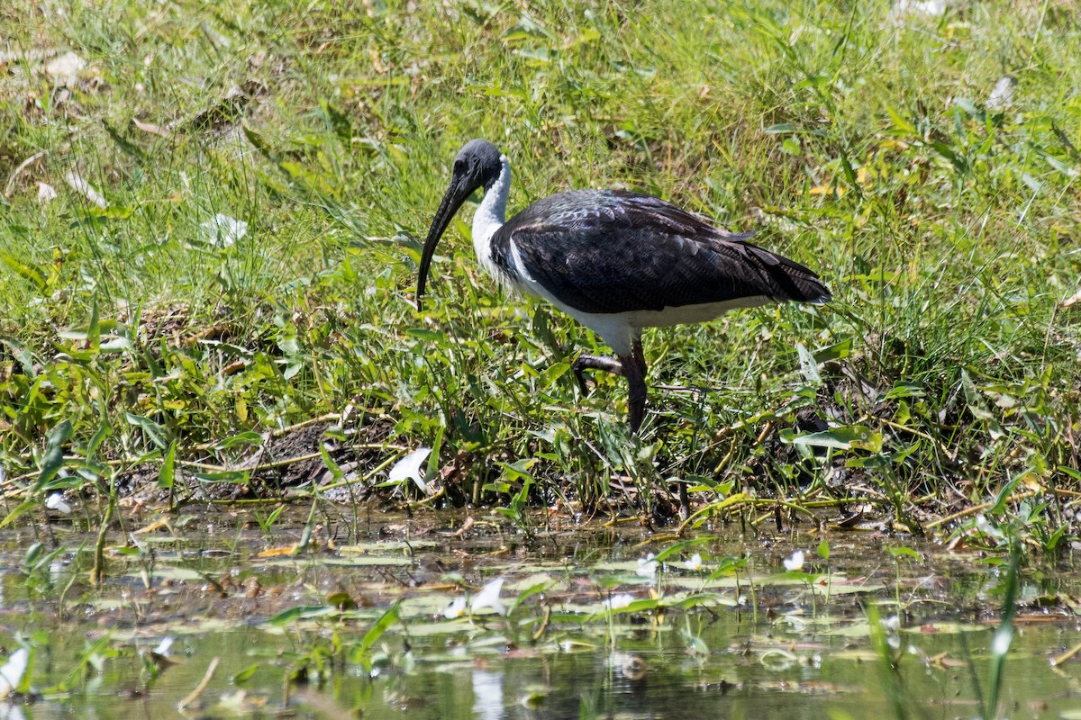 Straw-necked Ibis - ML108705111