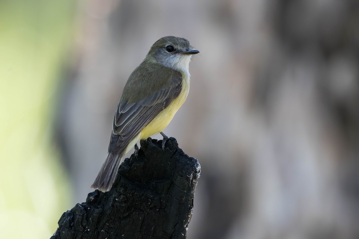 Lemon-bellied Flyrobin - Terence Alexander