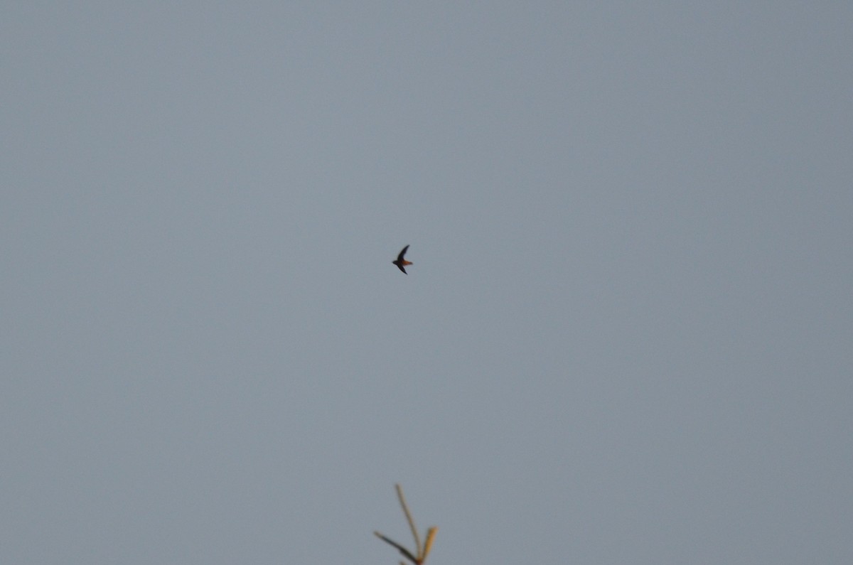 Vaux's Swift (Vaux's) - ML108705731