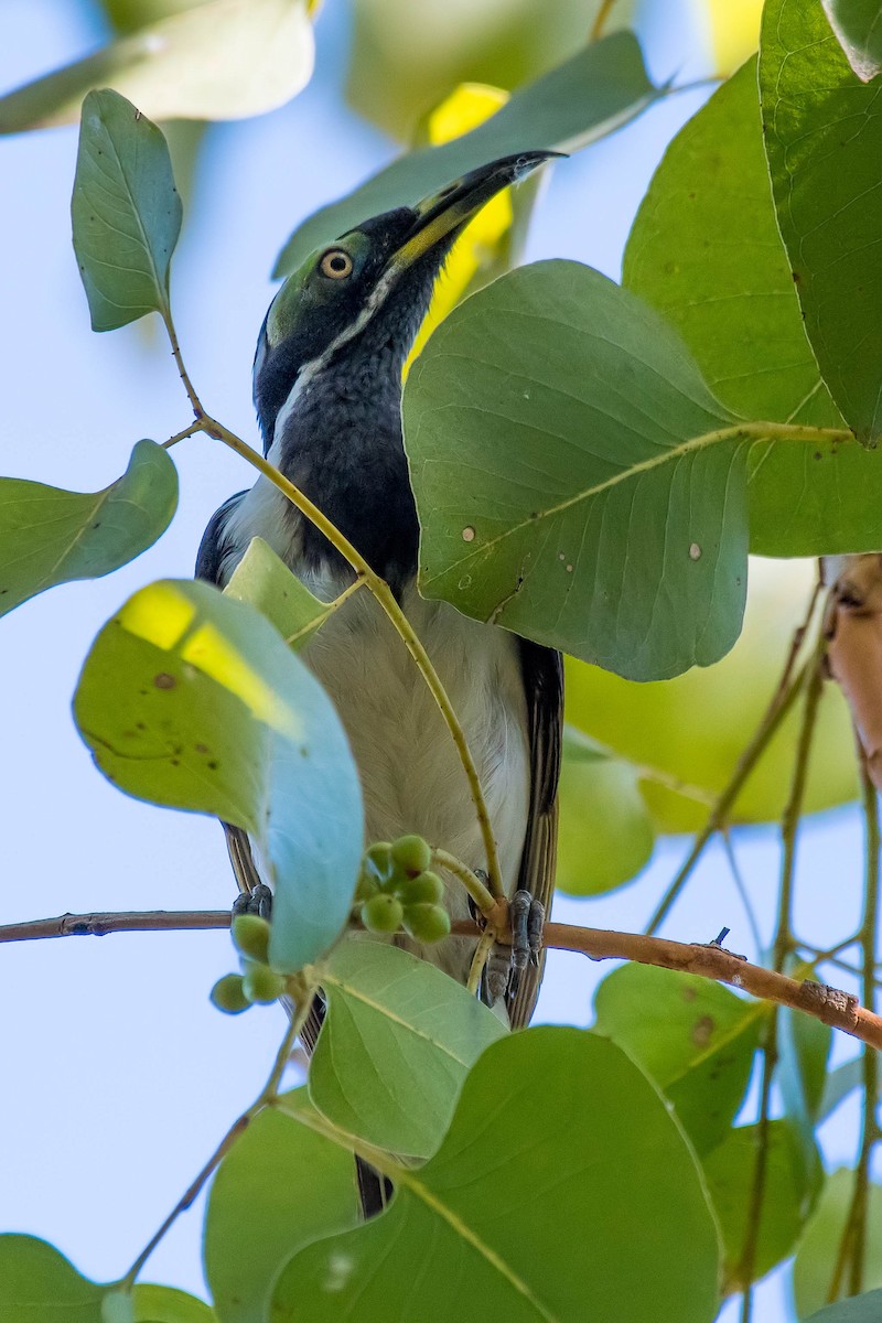 Blue-faced Honeyeater - ML108706861