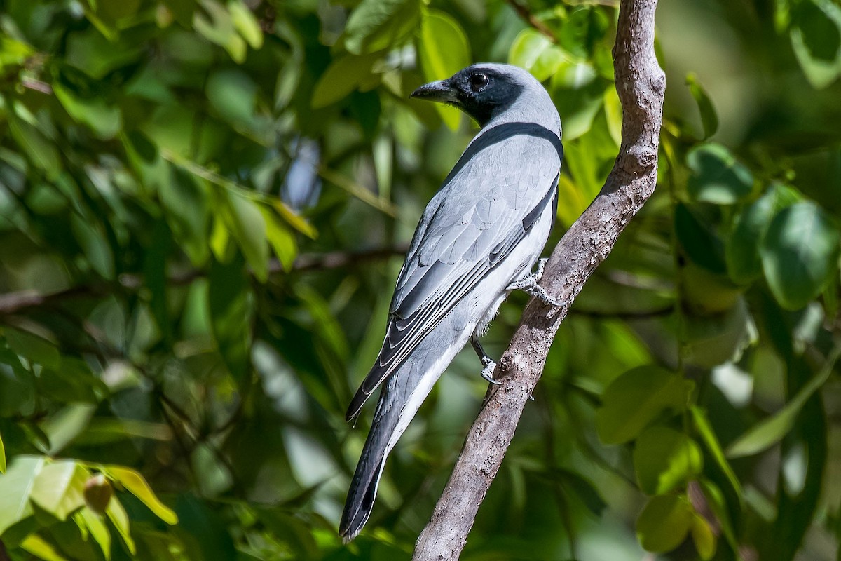 Black-faced Cuckooshrike - ML108706991