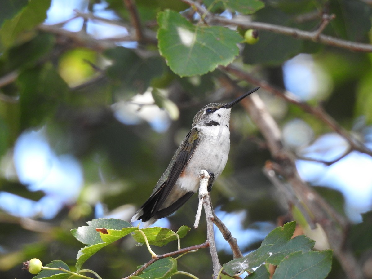 Colibrí Gorjirrubí - ML108707011