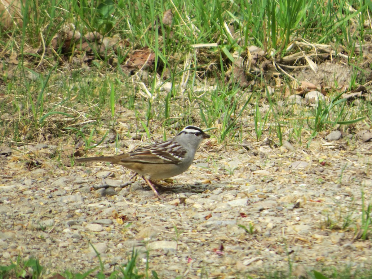 White-crowned Sparrow - ML108707681