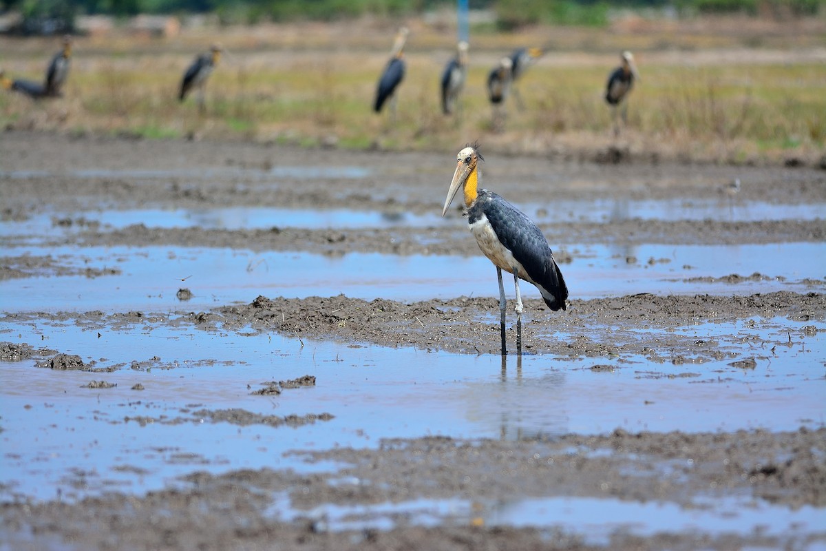 Lesser Adjutant - ML108708431