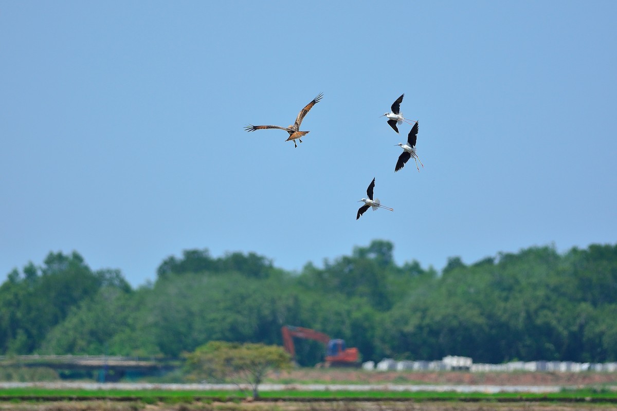 Black-winged Stilt - ML108708661