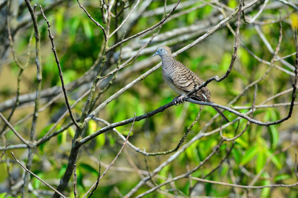 Zebra Dove - ML108708901