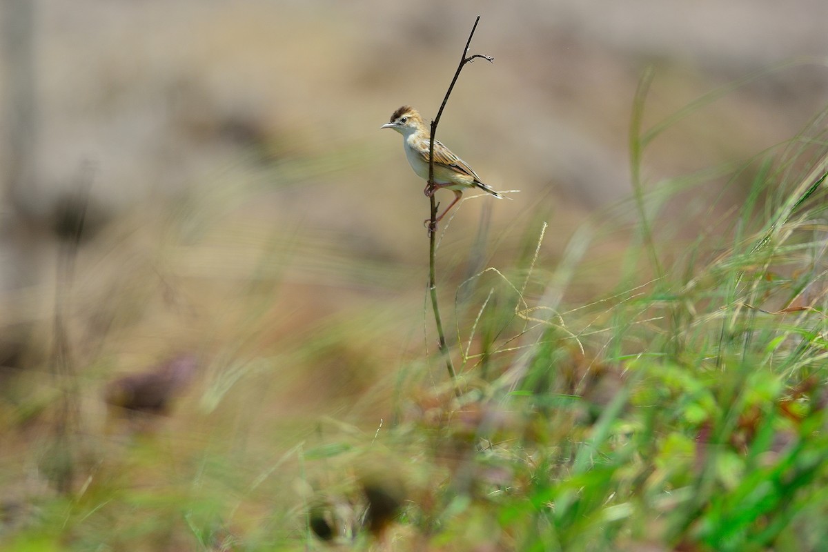 Zitting Cisticola - ML108708961