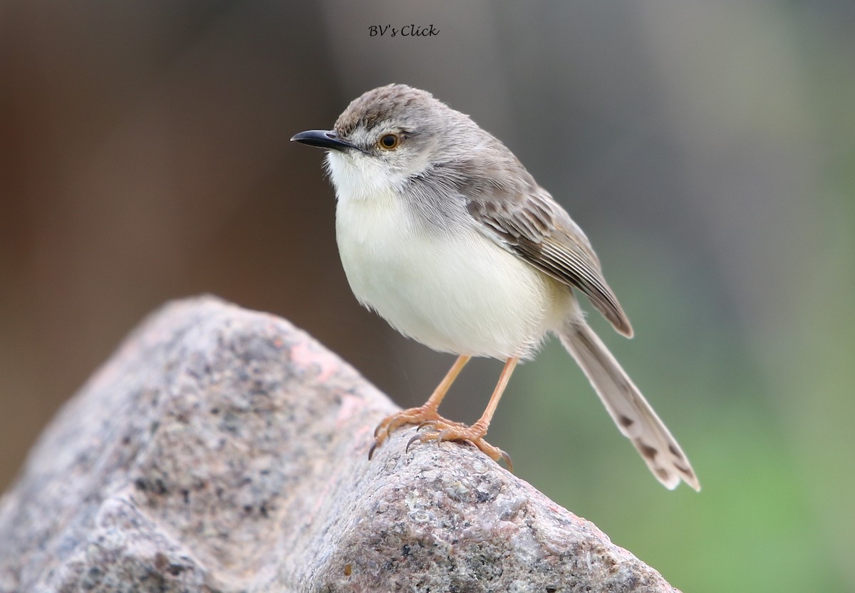 Plain Prinia - ML108709071