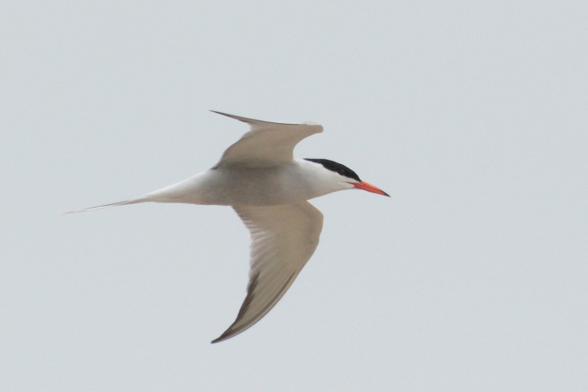 Common Tern - Marie O'Neill