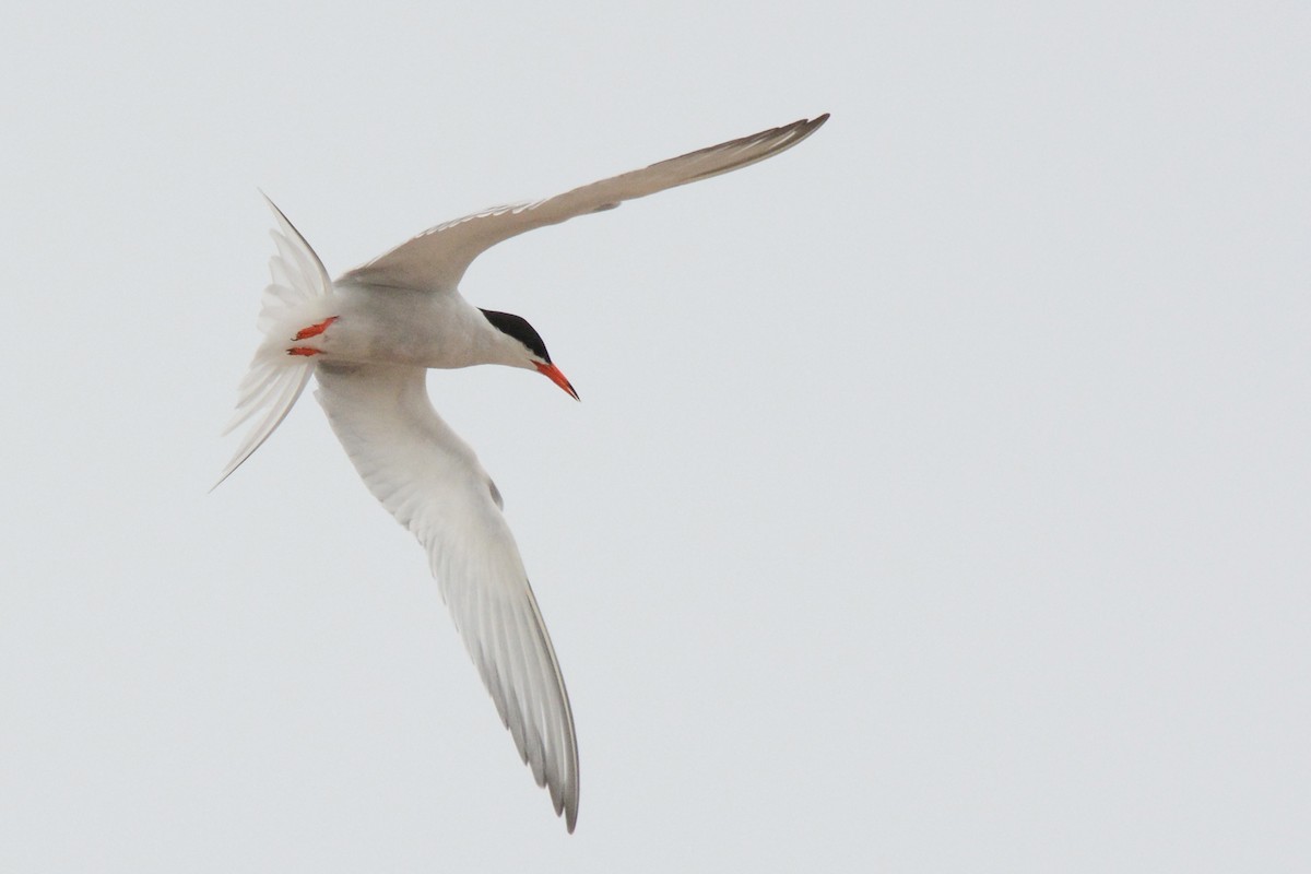 Common Tern - Marie O'Neill