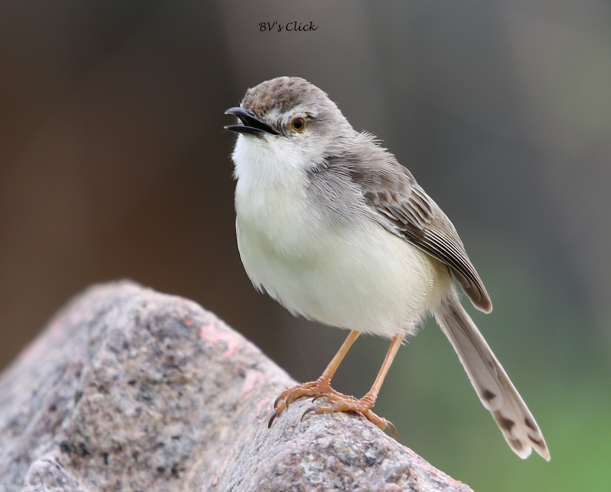 Plain Prinia - ML108709721