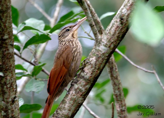 Ivory-billed Woodcreeper - ML108710301