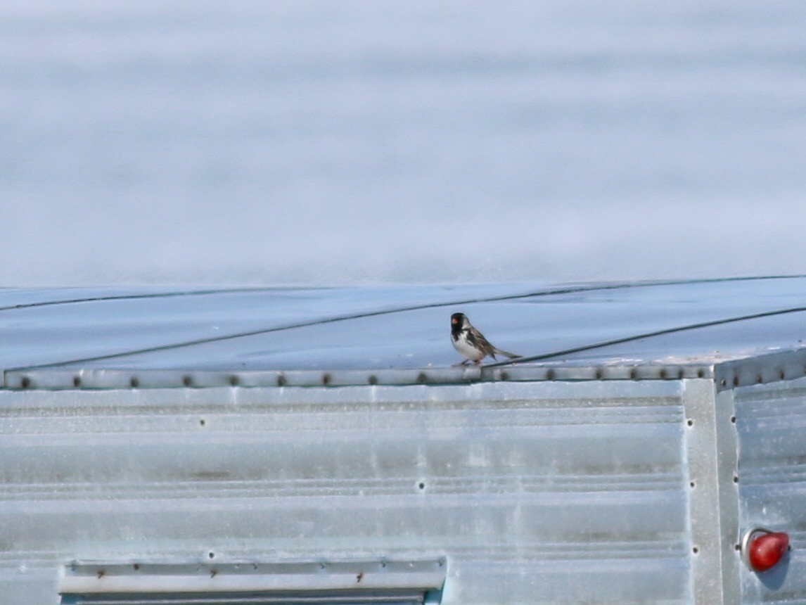 Harris's Sparrow - ML108710921