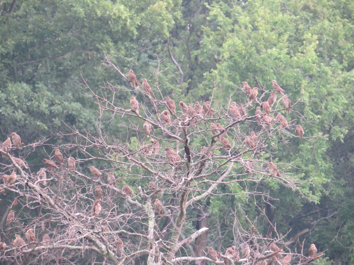 European Starling - ML108711471