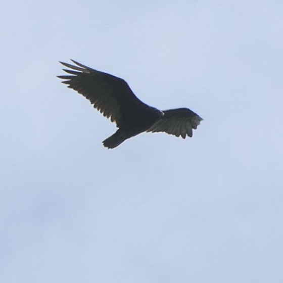 Turkey Vulture - ML108712721