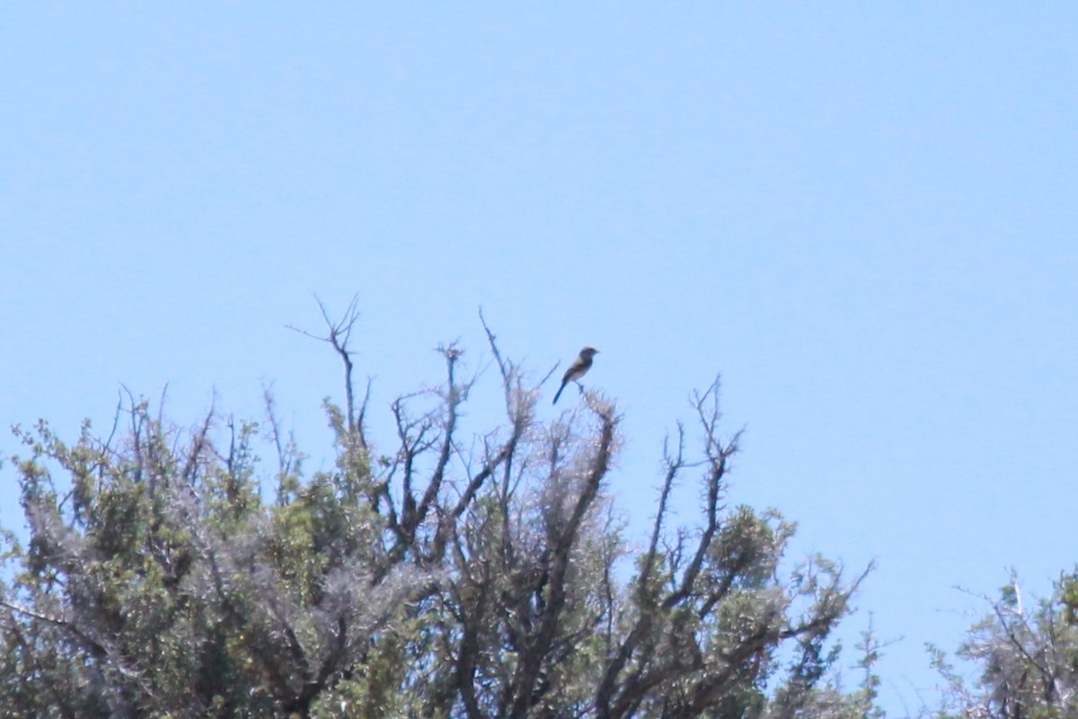 Gray Flycatcher - Lucas Corneliussen