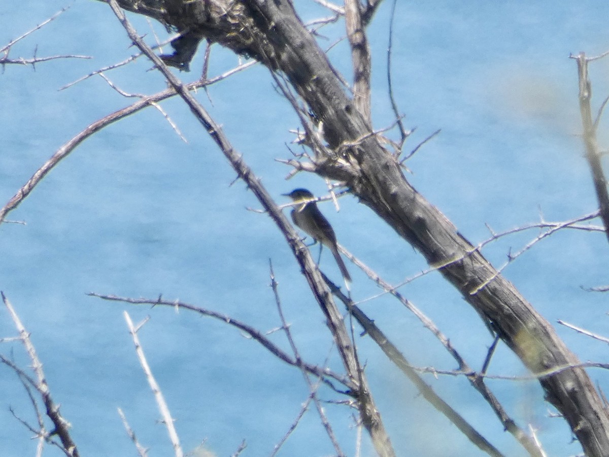 Gray Flycatcher - John King