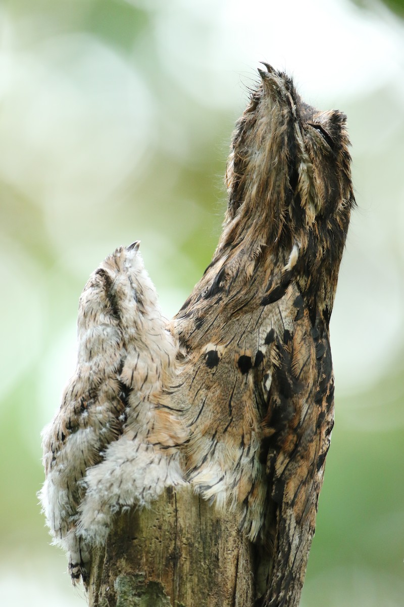 Common Potoo - Luke Seitz