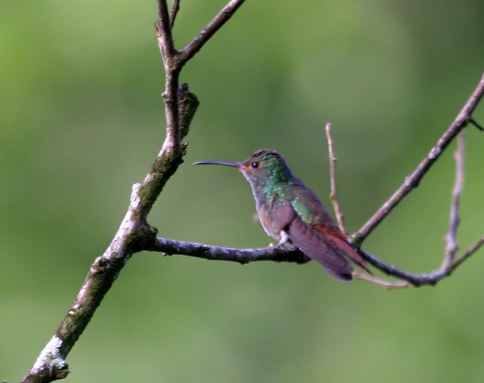 Rufous-tailed Hummingbird - ML108713571
