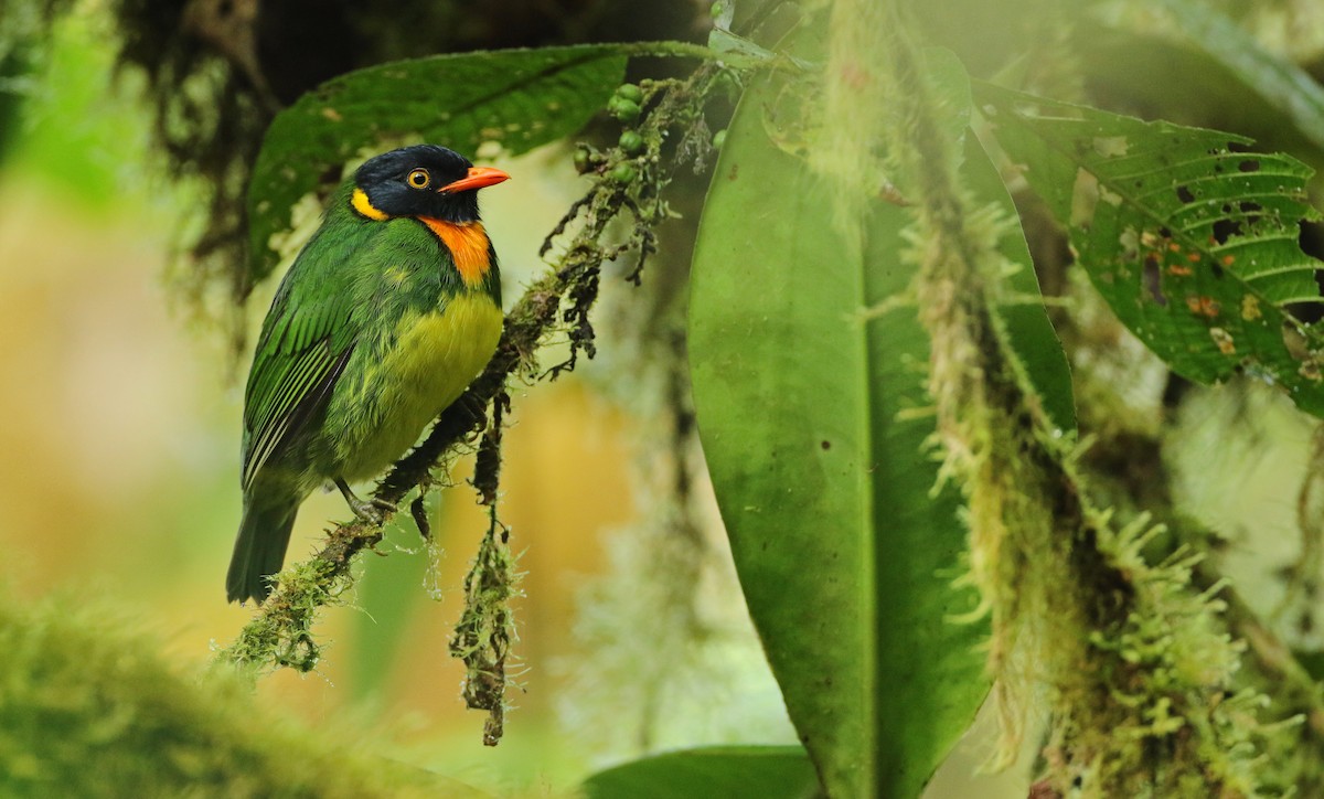 Orange-breasted Fruiteater - ML108713721